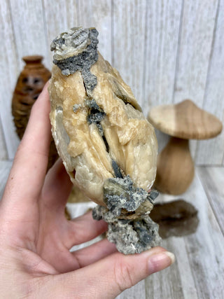 Fossil Clam with Calcite | Fort Drum, Florida from Curious Muse Crystals Tagged with calcite, clam, fine mineral, florida, fossil, hide-notify-btn, high grade, orange, raw, USA