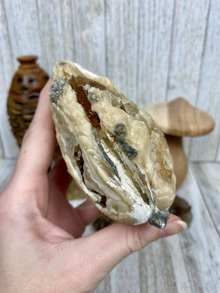 Fossil Clam with Calcite | Fort Drum, Florida from Curious Muse Crystals Tagged with calcite, clam, fine mineral, florida, fossil, hide-notify-btn, high grade, orange, raw, USA