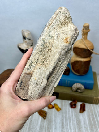 Petrified Wood Raw Display Piece