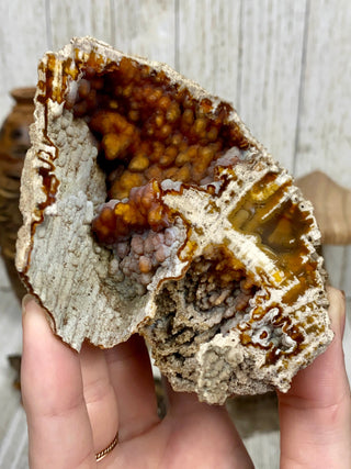 Fossil Agatized Coral Collectors Pair | Tampa, Florida from Curious Muse Crystals Tagged with fine mineral, florida, fossil, Fossil Coral, hide-notify-btn, high grade, orange, raw, red, Tampa Bay, USA, white