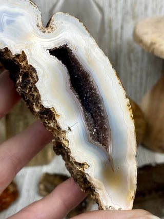 Fossil Ocean Creature Small Pair from Curious Muse Crystals Tagged with fine mineral, florida, fossil, Fossil Coral, hide-notify-btn, orange, raw, red, Tampa Bay, USA, white
