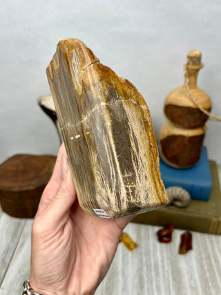 Petrified Wood Raw Display Piece
