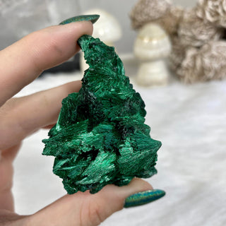 Velvet Malachite Cluster | Fibrous Green Copper Based Crystal from Curious Muse Crystals Tagged with Copper Stone, Crystal Healing, Dark Green Stone, Genuine Crystal, green, Hearth Chakra, hide-notify-btn, Malachite, Manifestation, Mineral Collection, Natural Mineral, Prosperity Wealth, Raw Mineral, Reiki Healing
