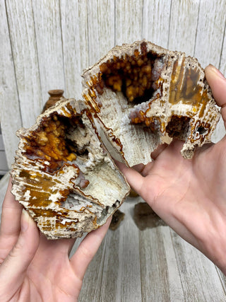 Fossil Agatized Coral Collectors Pair | Tampa, Florida from Curious Muse Crystals Tagged with fine mineral, florida, fossil, Fossil Coral, hide-notify-btn, high grade, orange, raw, red, Tampa Bay, USA, white