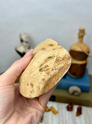 Petrified Wood Raw Display Piece