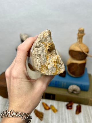 Petrified Wood Raw Display Piece