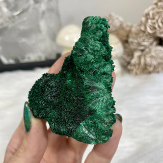Velvet Malachite Cluster | Fibrous Green Copper Based Crystal from Curious Muse Crystals Tagged with Copper Stone, Crystal Healing, Dark Green Stone, Genuine Crystal, green, Hearth Chakra, hide-notify-btn, Malachite, Manifestation, Mineral Collection, Natural Mineral, Prosperity Wealth, Raw Mineral, Reiki Healing