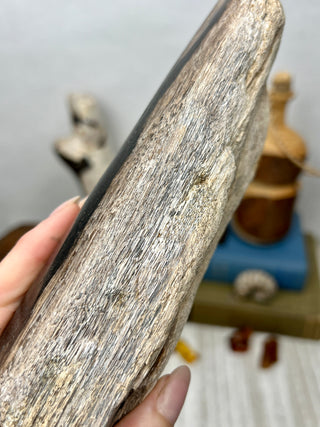Petrified Wood Raw Display Piece