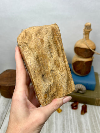 Petrified Wood Raw Display Piece