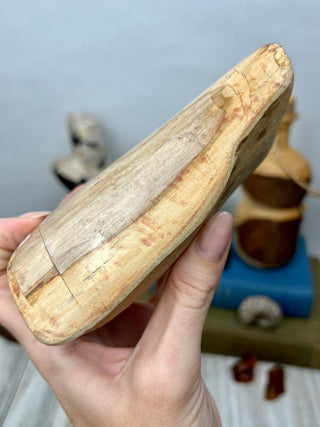 Petrified Wood Raw Display Piece