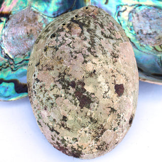 Abalone Shell | Iridescent from Curious Muse Crystals Tagged with abalone, burner, sacred space, smudge