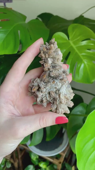 Dogtooth Calcite Cluster - Mexico Mineral Specimen - Healing Crystal