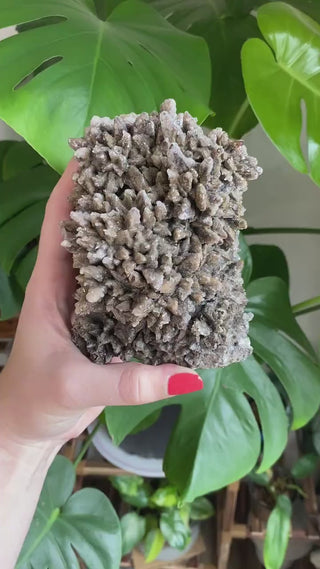 Dogtooth Calcite Cluster - Mexico Mineral Specimen - Healing Crystal