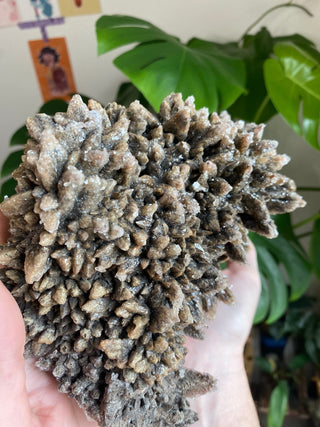 Chocolate Dogtooth Calcite with Hematite inclusions from Santa Eulalia, Mexico from Curious Muse Crystals Tagged with black, brown, calcite, chocolate calcite, clear, crystal energy, dogtooth, hide-notify-btn, mexico, reiki healing, santa eulalia
