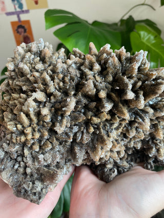 Chocolate Dogtooth Calcite with Hematite inclusions from Santa Eulalia, Mexico from Curious Muse Crystals Tagged with black, brown, calcite, chocolate calcite, clear, crystal energy, dogtooth, hide-notify-btn, mexico, reiki healing, santa eulalia