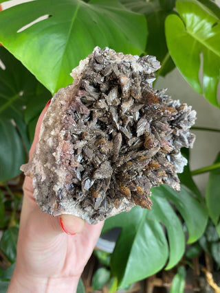 Chocolate Dogtooth Calcite with Hematite inclusions from Santa Eulalia, Mexico from Curious Muse Crystals Tagged with black, brown, calcite, chocolate calcite, clear, crystal energy, dogtooth, hide-notify-btn, mexico, reiki healing, santa eulalia