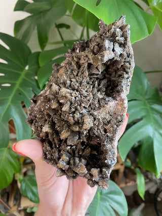 Chocolate Dogtooth Calcite with Hematite inclusions from Santa Eulalia, Mexico from Curious Muse Crystals Tagged with black, brown, calcite, chocolate calcite, clear, crystal energy, dogtooth, hide-notify-btn, mexico, reiki healing, santa eulalia