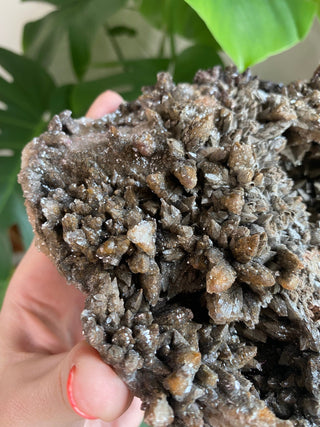 Chocolate Dogtooth Calcite with Hematite inclusions from Santa Eulalia, Mexico from Curious Muse Crystals Tagged with black, brown, calcite, chocolate calcite, clear, crystal energy, dogtooth, hide-notify-btn, mexico, reiki healing, santa eulalia