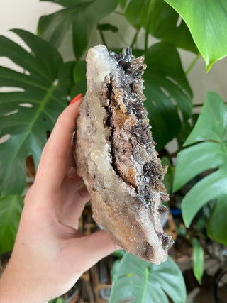 Chocolate Dogtooth Calcite with Hematite inclusions from Santa Eulalia, Mexico from Curious Muse Crystals Tagged with black, brown, calcite, chocolate calcite, clear, crystal energy, dogtooth, hide-notify-btn, mexico, reiki healing, santa eulalia