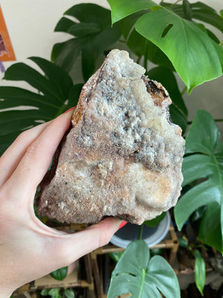 Chocolate Dogtooth Calcite with Hematite inclusions from Santa Eulalia, Mexico from Curious Muse Crystals Tagged with black, brown, calcite, chocolate calcite, clear, crystal energy, dogtooth, hide-notify-btn, mexico, reiki healing, santa eulalia