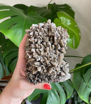 Chocolate Dogtooth Calcite with Hematite inclusions from Santa Eulalia, Mexico from Curious Muse Crystals Tagged with black, brown, calcite, chocolate calcite, clear, crystal energy, dogtooth, hide-notify-btn, mexico, reiki healing, santa eulalia