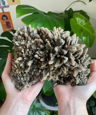 Chocolate Dogtooth Calcite with Hematite inclusions from Santa Eulalia, Mexico from Curious Muse Crystals Tagged with black, brown, calcite, chocolate calcite, clear, crystal energy, dogtooth, hide-notify-btn, mexico, reiki healing, santa eulalia