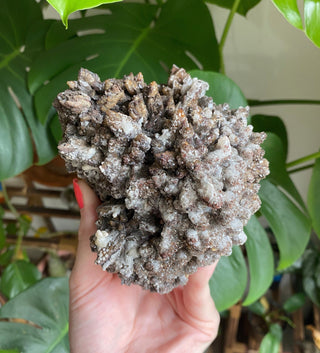 Chocolate Dogtooth Calcite with Hematite inclusions from Santa Eulalia, Mexico from Curious Muse Crystals Tagged with black, brown, calcite, chocolate calcite, clear, crystal energy, dogtooth, hide-notify-btn, mexico, reiki healing, santa eulalia