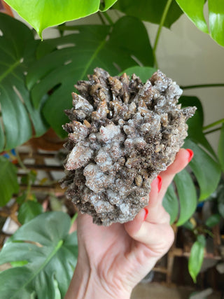 Chocolate Dogtooth Calcite with Hematite inclusions from Santa Eulalia, Mexico from Curious Muse Crystals Tagged with black, brown, calcite, chocolate calcite, clear, crystal energy, dogtooth, hide-notify-btn, mexico, reiki healing, santa eulalia