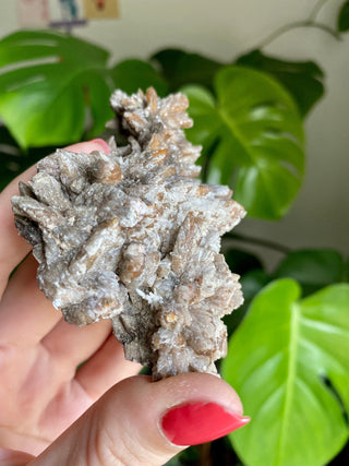Chocolate Dogtooth Calcite with Hematite inclusions from Santa Eulalia, Mexico from Curious Muse Crystals Tagged with black, brown, calcite, chocolate calcite, clear, crystal energy, dogtooth, hide-notify-btn, mexico, reiki healing, santa eulalia