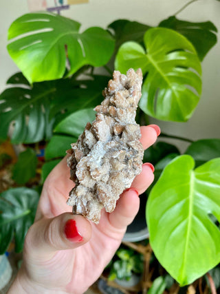 Chocolate Dogtooth Calcite with Hematite inclusions from Santa Eulalia, Mexico from Curious Muse Crystals Tagged with black, brown, calcite, chocolate calcite, clear, crystal energy, dogtooth, hide-notify-btn, mexico, reiki healing, santa eulalia