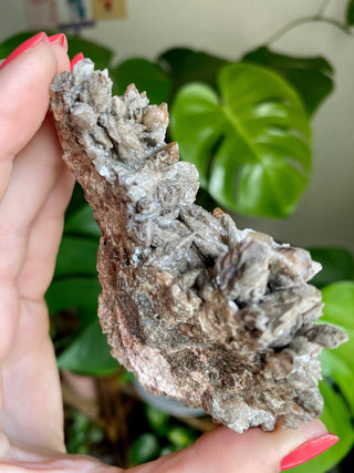 Chocolate Dogtooth Calcite with Hematite inclusions from Santa Eulalia, Mexico from Curious Muse Crystals Tagged with black, brown, calcite, chocolate calcite, clear, crystal energy, dogtooth, hide-notify-btn, mexico, reiki healing, santa eulalia