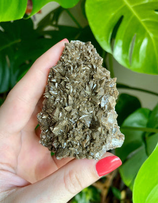 Chocolate Dogtooth Calcite with Hematite inclusions from Santa Eulalia, Mexico from Curious Muse Crystals Tagged with black, brown, calcite, chocolate calcite, clear, crystal energy, dogtooth, hide-notify-btn, mexico, reiki healing, santa eulalia