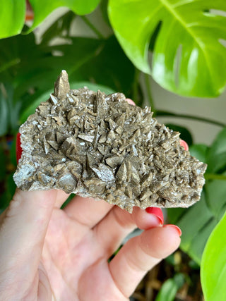 Chocolate Dogtooth Calcite with Hematite inclusions from Santa Eulalia, Mexico from Curious Muse Crystals Tagged with black, brown, calcite, chocolate calcite, clear, crystal energy, dogtooth, hide-notify-btn, mexico, reiki healing, santa eulalia
