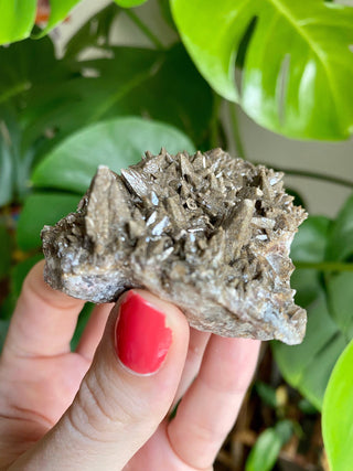 Chocolate Dogtooth Calcite with Hematite inclusions from Santa Eulalia, Mexico from Curious Muse Crystals Tagged with black, brown, calcite, chocolate calcite, clear, crystal energy, dogtooth, hide-notify-btn, mexico, reiki healing, santa eulalia