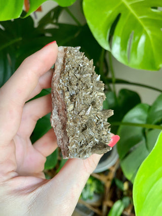 Chocolate Dogtooth Calcite with Hematite inclusions from Santa Eulalia, Mexico from Curious Muse Crystals Tagged with black, brown, calcite, chocolate calcite, clear, crystal energy, dogtooth, hide-notify-btn, mexico, reiki healing, santa eulalia