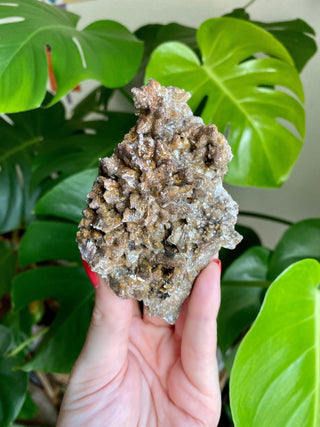 Chocolate Dogtooth Calcite with Hematite inclusions from Santa Eulalia, Mexico from Curious Muse Crystals Tagged with black, brown, calcite, chocolate calcite, clear, crystal energy, dogtooth, hide-notify-btn, mexico, reiki healing, santa eulalia