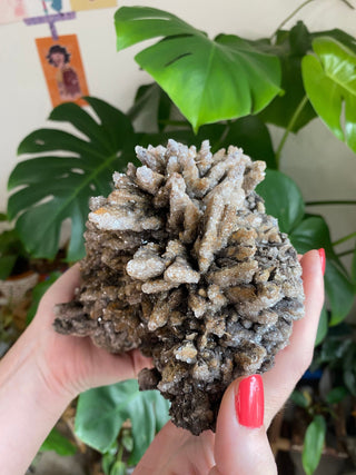 Chocolate Dogtooth Calcite with Hematite inclusions from Santa Eulalia, Mexico from Curious Muse Crystals Tagged with black, brown, calcite, chocolate calcite, clear, crystal energy, dogtooth, hide-notify-btn, mexico, reiki healing, santa eulalia