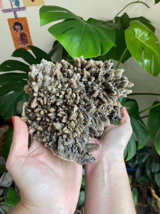 Chocolate Dogtooth Calcite with Hematite inclusions from Santa Eulalia, Mexico from Curious Muse Crystals Tagged with black, brown, calcite, chocolate calcite, clear, crystal energy, dogtooth, hide-notify-btn, mexico, reiki healing, santa eulalia