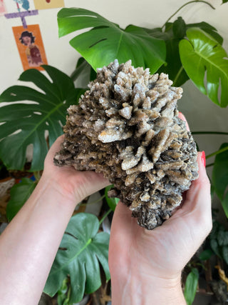 Chocolate Dogtooth Calcite with Hematite inclusions from Santa Eulalia, Mexico from Curious Muse Crystals Tagged with black, brown, calcite, chocolate calcite, clear, crystal energy, dogtooth, hide-notify-btn, mexico, reiki healing, santa eulalia