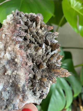 Chocolate Dogtooth Calcite with Hematite inclusions from Santa Eulalia, Mexico from Curious Muse Crystals Tagged with black, brown, calcite, chocolate calcite, clear, crystal energy, dogtooth, hide-notify-btn, mexico, reiki healing, santa eulalia