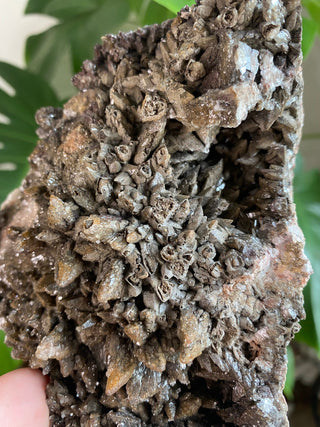 Chocolate Dogtooth Calcite with Hematite inclusions from Santa Eulalia, Mexico from Curious Muse Crystals Tagged with black, brown, calcite, chocolate calcite, clear, crystal energy, dogtooth, hide-notify-btn, mexico, reiki healing, santa eulalia