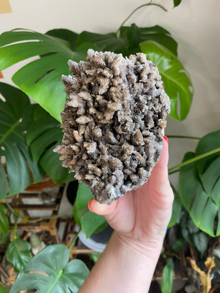 Chocolate Dogtooth Calcite with Hematite inclusions from Santa Eulalia, Mexico from Curious Muse Crystals Tagged with black, brown, calcite, chocolate calcite, clear, crystal energy, dogtooth, hide-notify-btn, mexico, reiki healing, santa eulalia