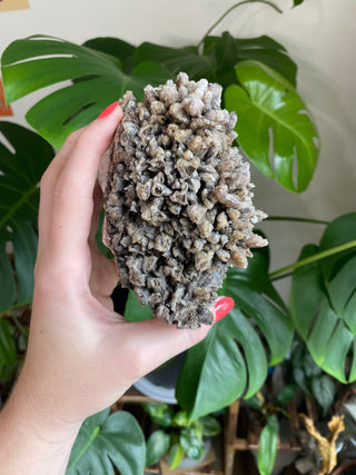 Chocolate Dogtooth Calcite with Hematite inclusions from Santa Eulalia, Mexico from Curious Muse Crystals Tagged with black, brown, calcite, chocolate calcite, clear, crystal energy, dogtooth, hide-notify-btn, mexico, reiki healing, santa eulalia