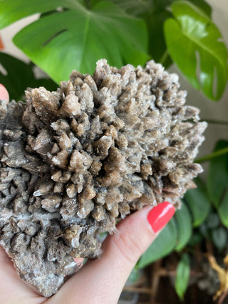 Chocolate Dogtooth Calcite with Hematite inclusions from Santa Eulalia, Mexico from Curious Muse Crystals Tagged with black, brown, calcite, chocolate calcite, clear, crystal energy, dogtooth, hide-notify-btn, mexico, reiki healing, santa eulalia