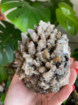 Chocolate Dogtooth Calcite with Hematite inclusions from Santa Eulalia, Mexico from Curious Muse Crystals Tagged with black, brown, calcite, chocolate calcite, clear, crystal energy, dogtooth, hide-notify-btn, mexico, reiki healing, santa eulalia