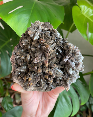 Chocolate Dogtooth Calcite with Hematite inclusions from Santa Eulalia, Mexico from Curious Muse Crystals Tagged with black, brown, calcite, chocolate calcite, clear, crystal energy, dogtooth, hide-notify-btn, mexico, reiki healing, santa eulalia