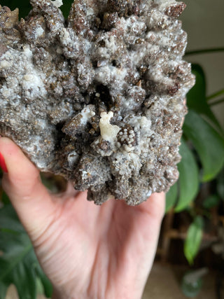 Chocolate Dogtooth Calcite with Hematite inclusions from Santa Eulalia, Mexico from Curious Muse Crystals Tagged with black, brown, calcite, chocolate calcite, clear, crystal energy, dogtooth, hide-notify-btn, mexico, reiki healing, santa eulalia