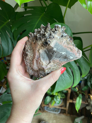 Chocolate Dogtooth Calcite with Hematite inclusions from Santa Eulalia, Mexico from Curious Muse Crystals Tagged with black, brown, calcite, chocolate calcite, clear, crystal energy, dogtooth, hide-notify-btn, mexico, reiki healing, santa eulalia