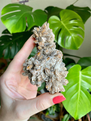 Chocolate Dogtooth Calcite with Hematite inclusions from Santa Eulalia, Mexico from Curious Muse Crystals Tagged with black, brown, calcite, chocolate calcite, clear, crystal energy, dogtooth, hide-notify-btn, mexico, reiki healing, santa eulalia