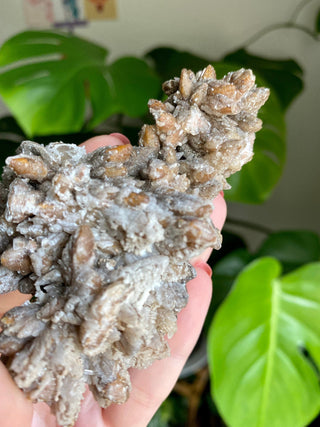Chocolate Dogtooth Calcite with Hematite inclusions from Santa Eulalia, Mexico from Curious Muse Crystals Tagged with black, brown, calcite, chocolate calcite, clear, crystal energy, dogtooth, hide-notify-btn, mexico, reiki healing, santa eulalia